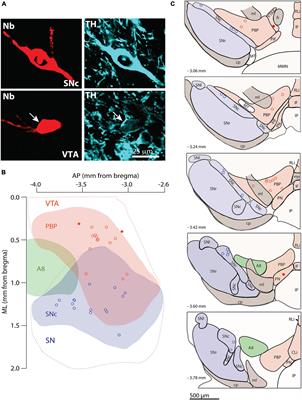 Dendritic Architecture Predicts in vivo Firing Pattern in Mouse Ventral Tegmental Area and Substantia Nigra Dopaminergic Neurons